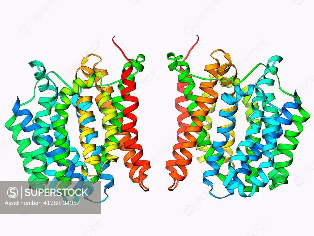 Multidrug transporter. Molecular model of the multidrug transporter EmrD from the bacterium Escherichia coli. This protein pumps drugs, including anti...