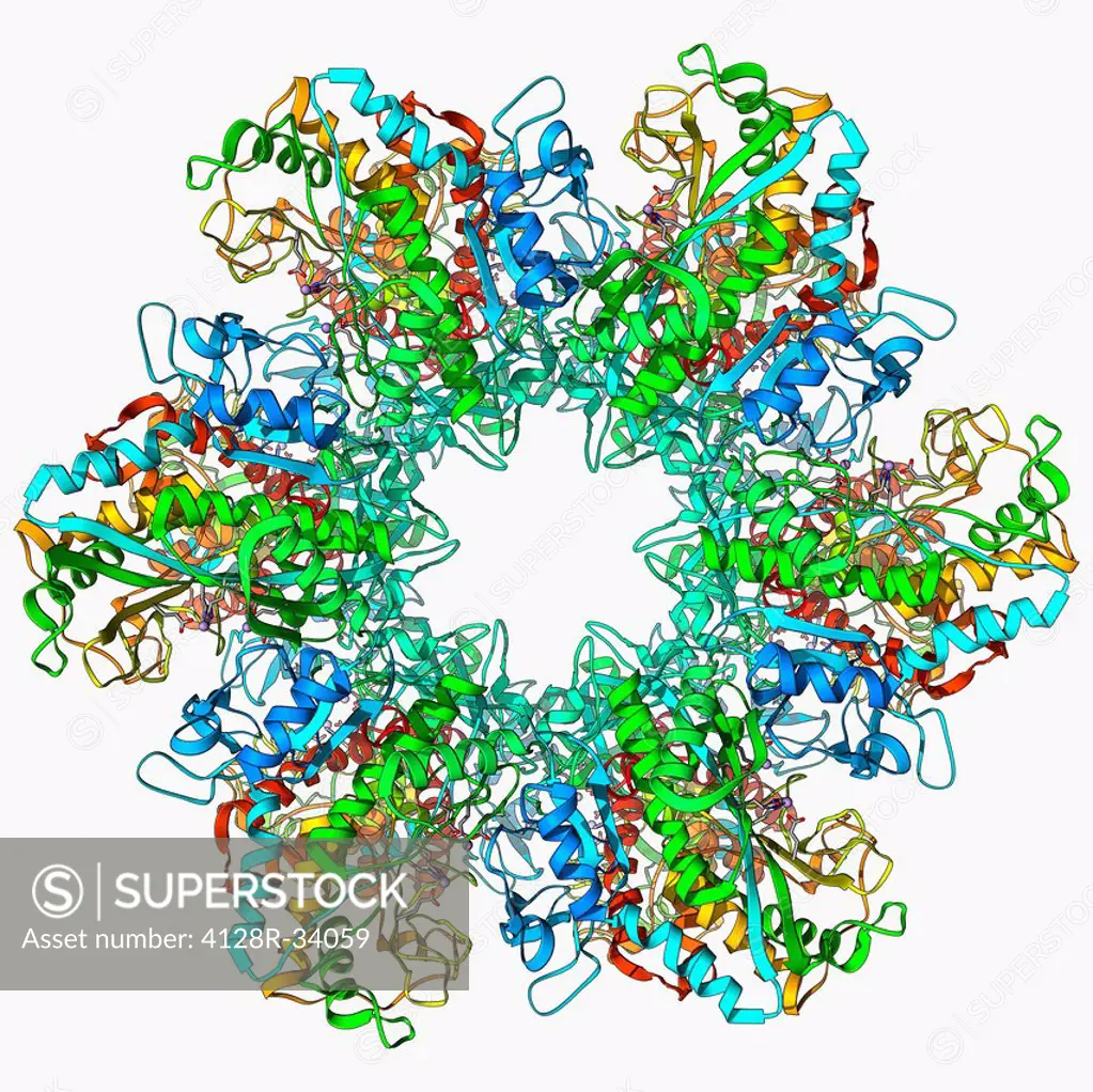 Glutamine synthetase enzyme, molecular model. This ligase enzyme forms chemical bonds between molecules. It plays an important role in the metabolism ...