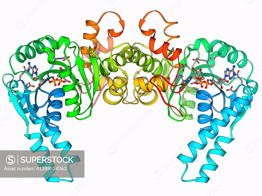 3-hydroxyacyl-CoA dehydrogenase, molecular model. This enzyme is found in human heart tissue, and catalyses a reaction that is part of the beta-oxidat...