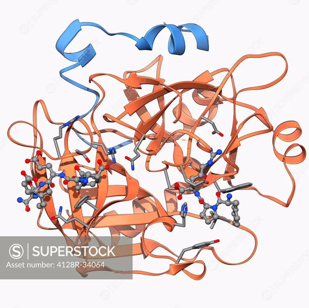 Thrombin protein, molecular model. Thrombin is an enzyme involved in the blood coagulation (clotting) process. It converts fibrinogen (a soluble plasm...