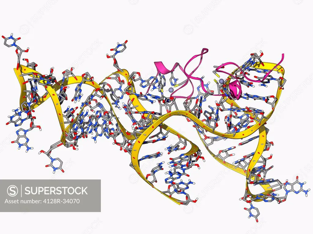 Viral RNA packaging signal complex. Molecular model of the muPsi RNA packaging signal complex from the Rous sarcoma vuris. This RNA (ribonucleic acid)...