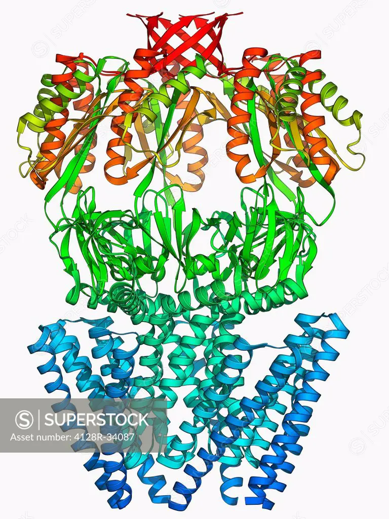 MscS ion channel protein structure. Molecular model of a mechanosensitive channel of small conductance (MscS) from an Escherichia coli bacterium. MscS...