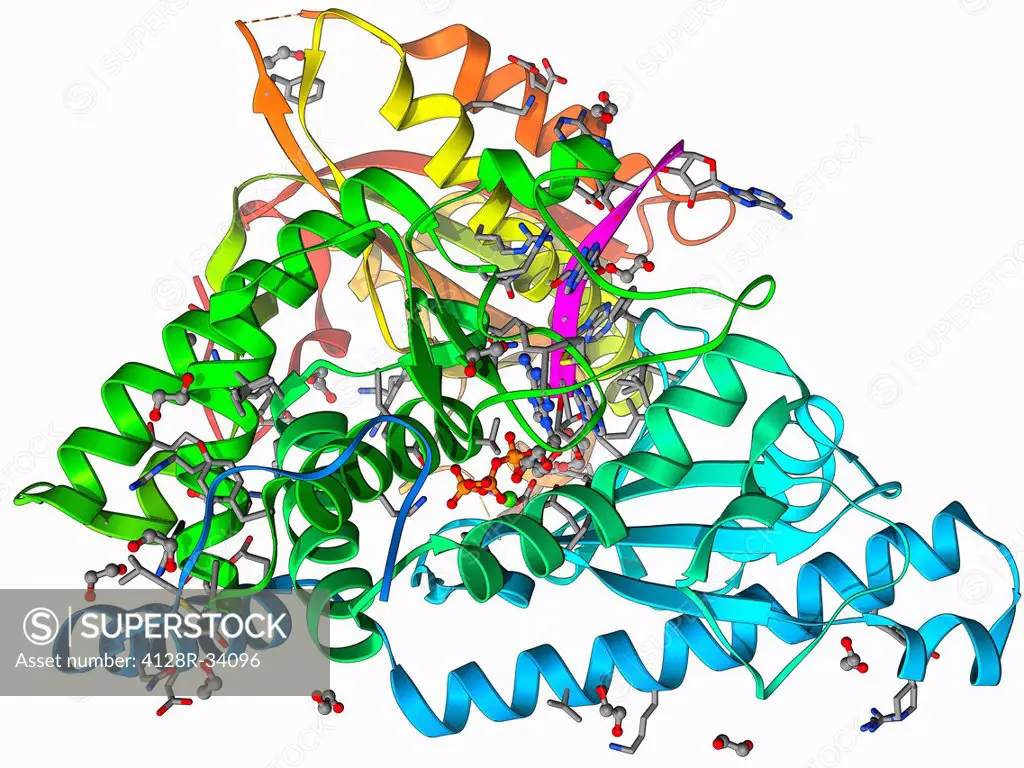 Poly(A) polymerase and RNA. Molecular model of poly(A) polymerase complexed with RNA (ribonucleic acid) and ATP (adenosine triphosphate). Poly(A) poly...