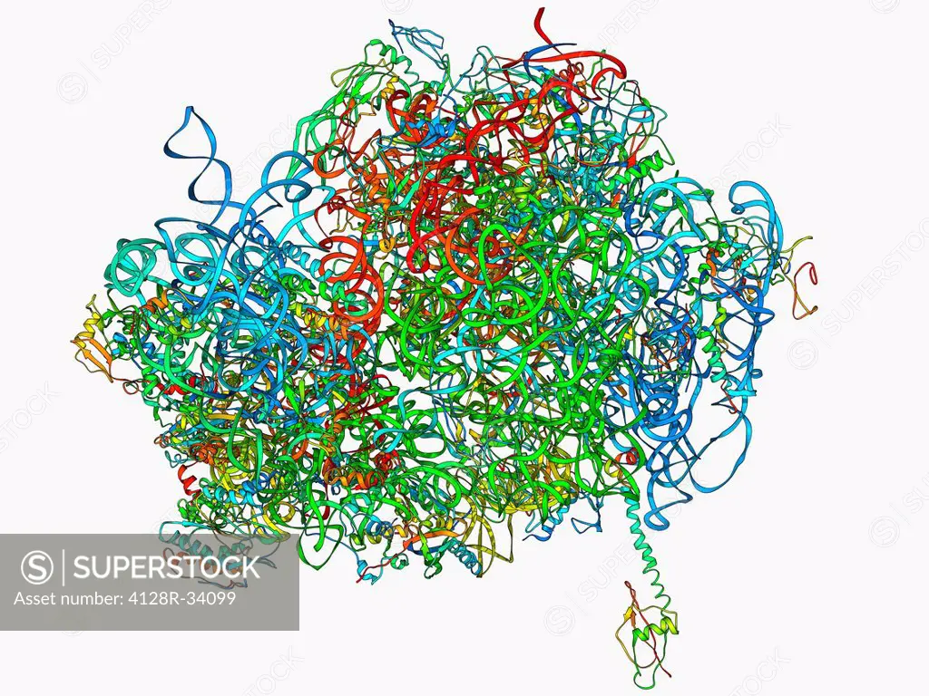 70S ribosome. Molecular model of a 70S ribosome complex containing a Shine-Dalgarno helix, the point of mRNA (messenger ribonucleic acid) binding. Rib...
