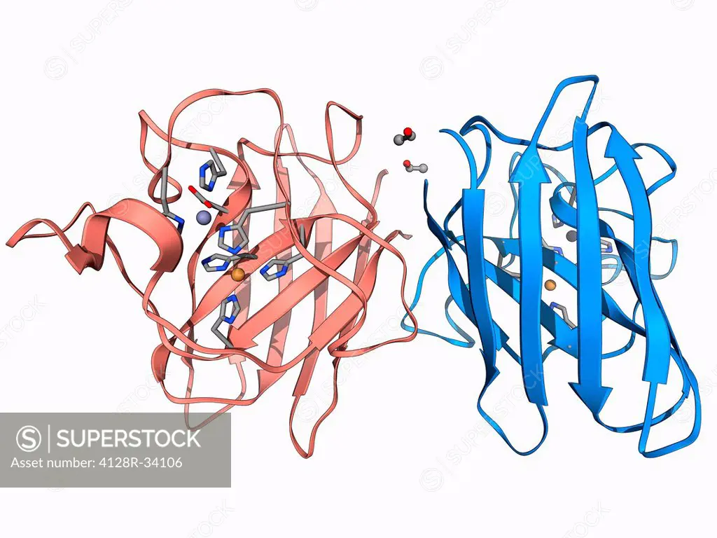 Copper, zinc superoxide dismutase enzyme, molecular model. This enzyme scavenges and decomposes the potentially toxic first reduction product, superox...
