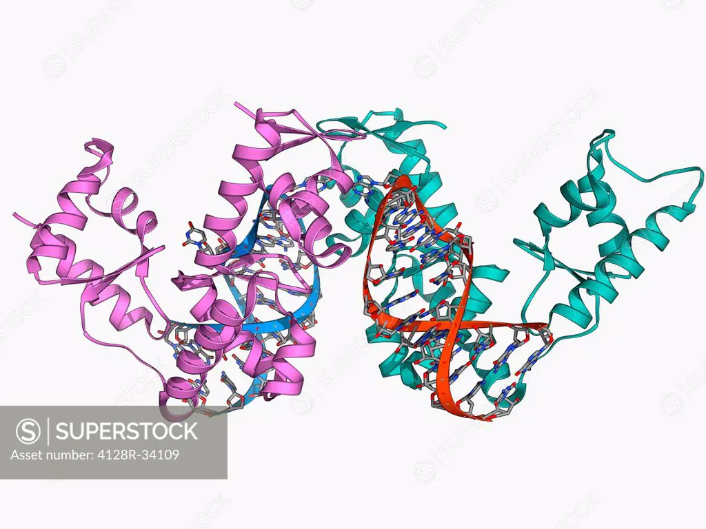 SelB elongation factor bound to RNA. Molecular model of the SelB elongation factor bound to an mRNA (messenger ribonucleic acid) hairpin formed by the...