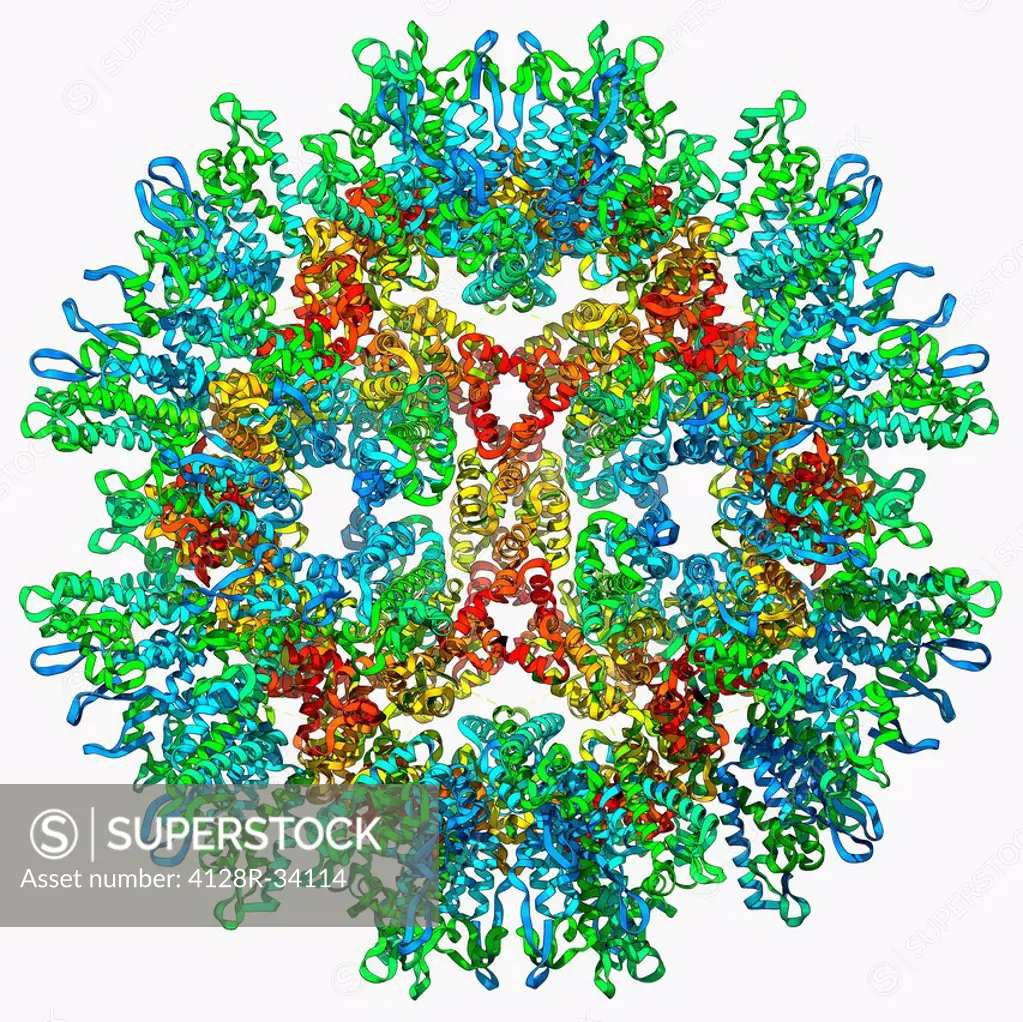 Rous sarcoma virus capsid, molecular model. In viruses, the capsid is the protein shell that encloses the genetic material. A capsid consists of subun...