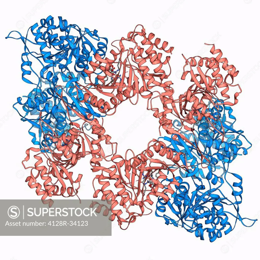 Isocitrate dehydrogenase, molecular model. This enzyme catalyses the third step in the citric acid (or Krebs) cycle, the process by which mitochondria...