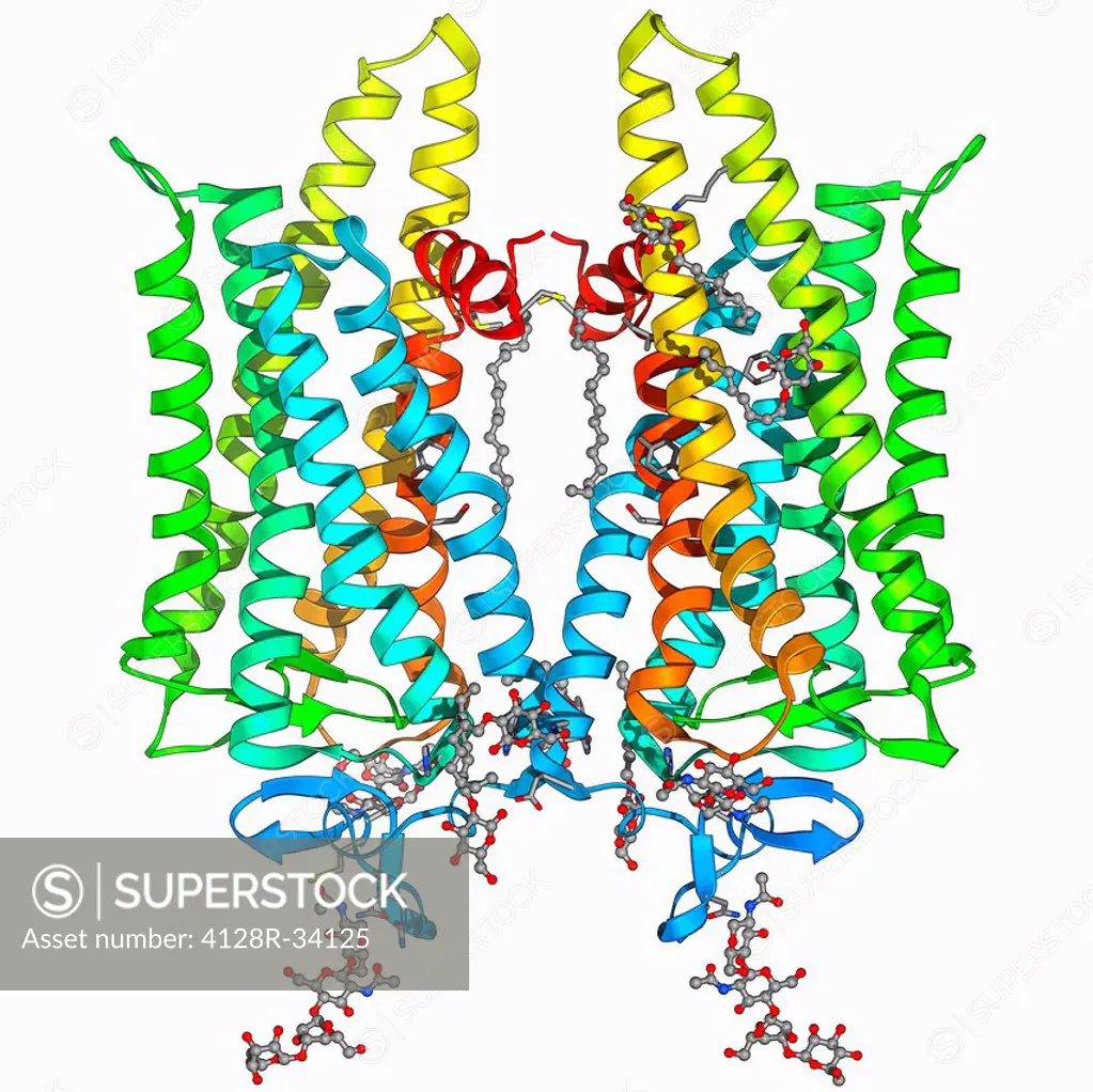 Opsin. Molecular model of a ligand-free opsin molecule. Opsins are found in photoreceptor cells (rods and cones) in the retina of the eye. This opsin ...