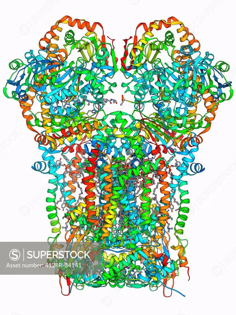 Cytochrome BC1, Molecular model. Cytochrome molecules perform oxidation and reduction reactions for electron transport, a chain of reactions used to p...