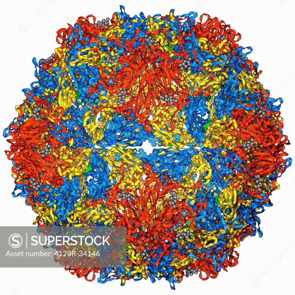 Poliovirus type 3 capsid, molecular model. This enterovirus causes poliomyelitis (polio) in humans, which affects the nervous system, sometimes leadin...