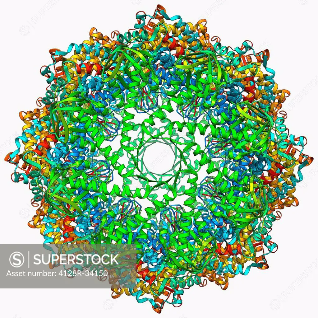 Chaperonin protein, molecular mode. Chaperonins are proteins that provide favourable conditions for the correct folding of other proteins, thus preven...