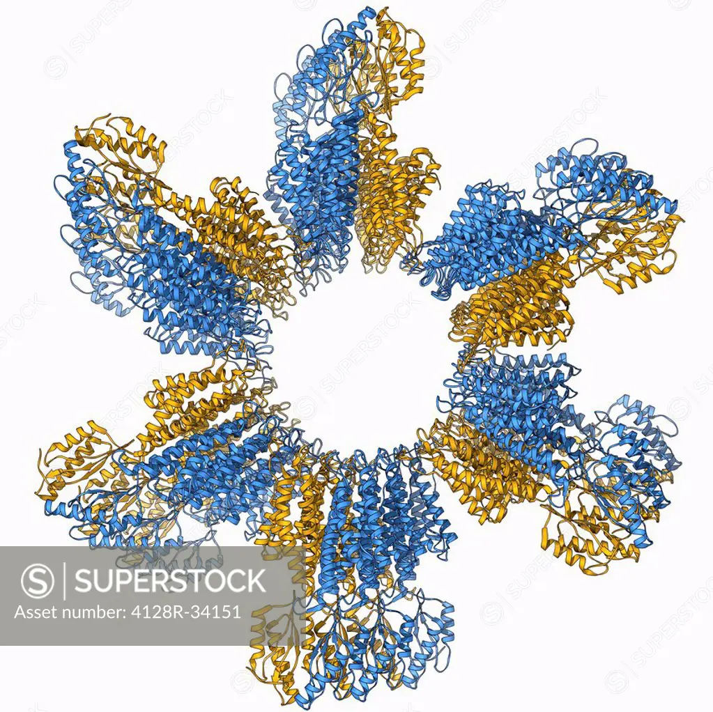 Zinc transporter Yiip, molecular model. This transmembrane protein facilitates the movement of zinc ions.