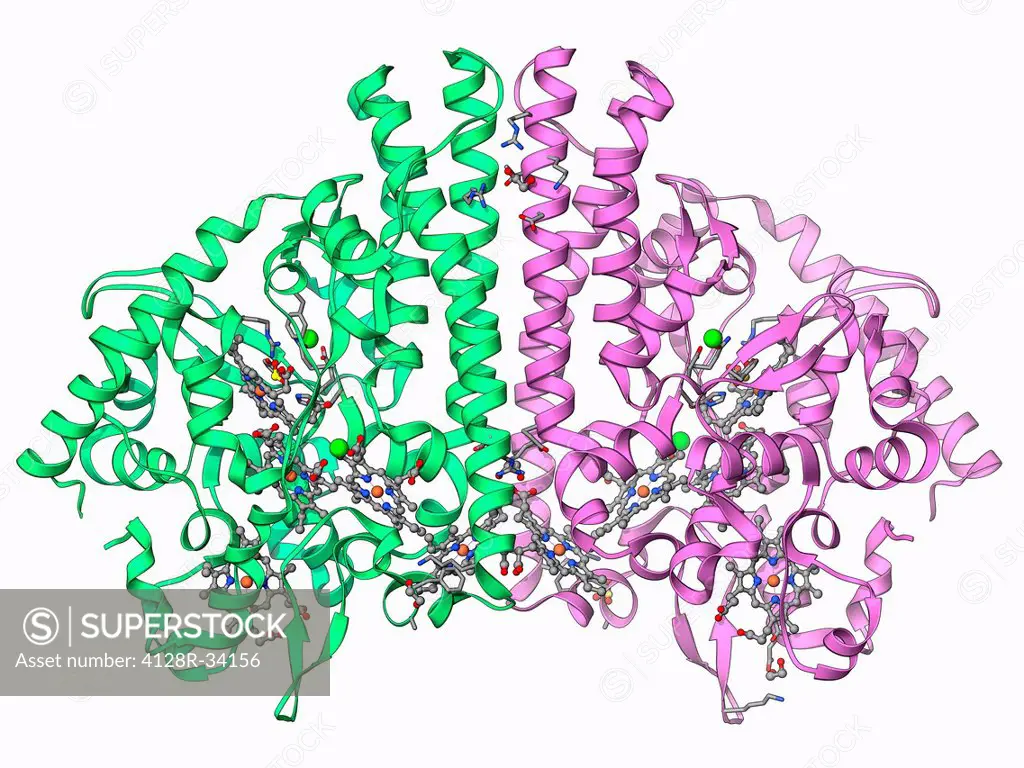 Cytochrome C, molecular model. Cytochrome molecules perform oxidation and reduction reactions for electron transport, a chain of reactions used to pow...