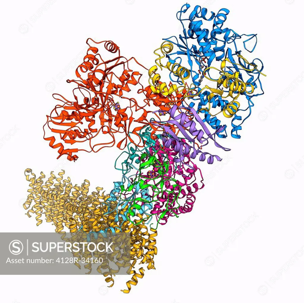 Oxidoreductase enzyme complex. Molecular model of a complex of NADH-quinone oxidoreductase subunits. The whole is termed respiratory complex I, due to...