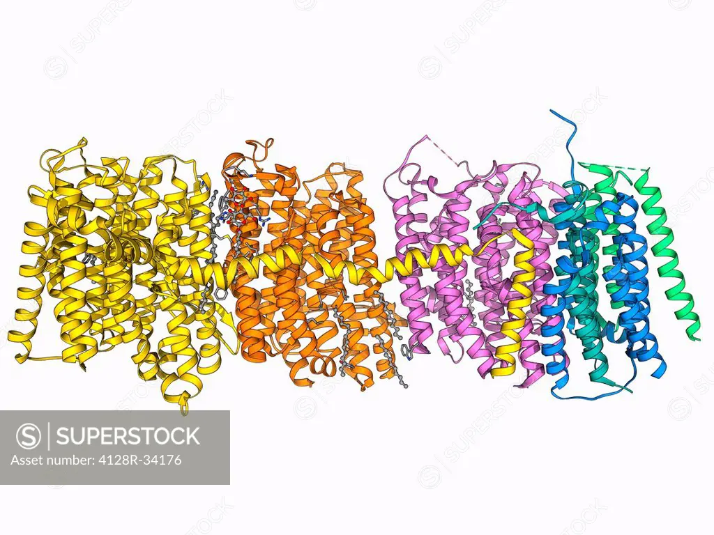 Oxidoreductase enzyme complex, molecular model. This is the membrane-bound domain formed from of a complex of NADH-quinone oxidoreductase subunits. Th...