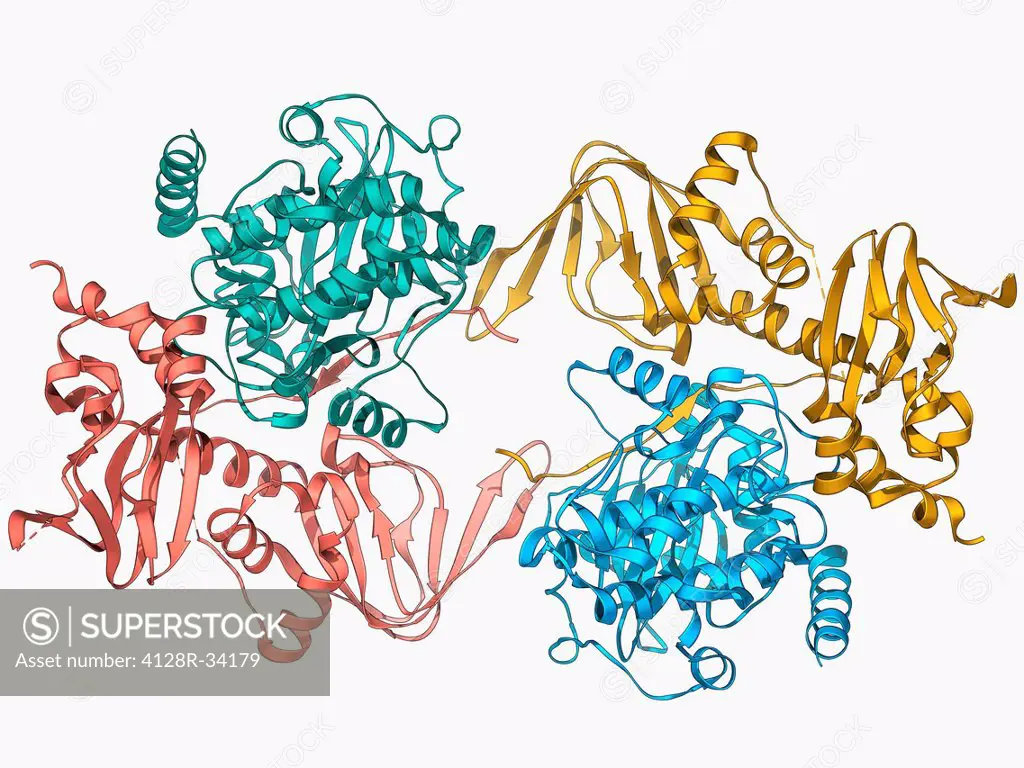 cAMP-dependent protein kinase, molecular model. This enzyme is also known as protein kinase A (PKA). This is the holoenzyme, which consists of two reg...