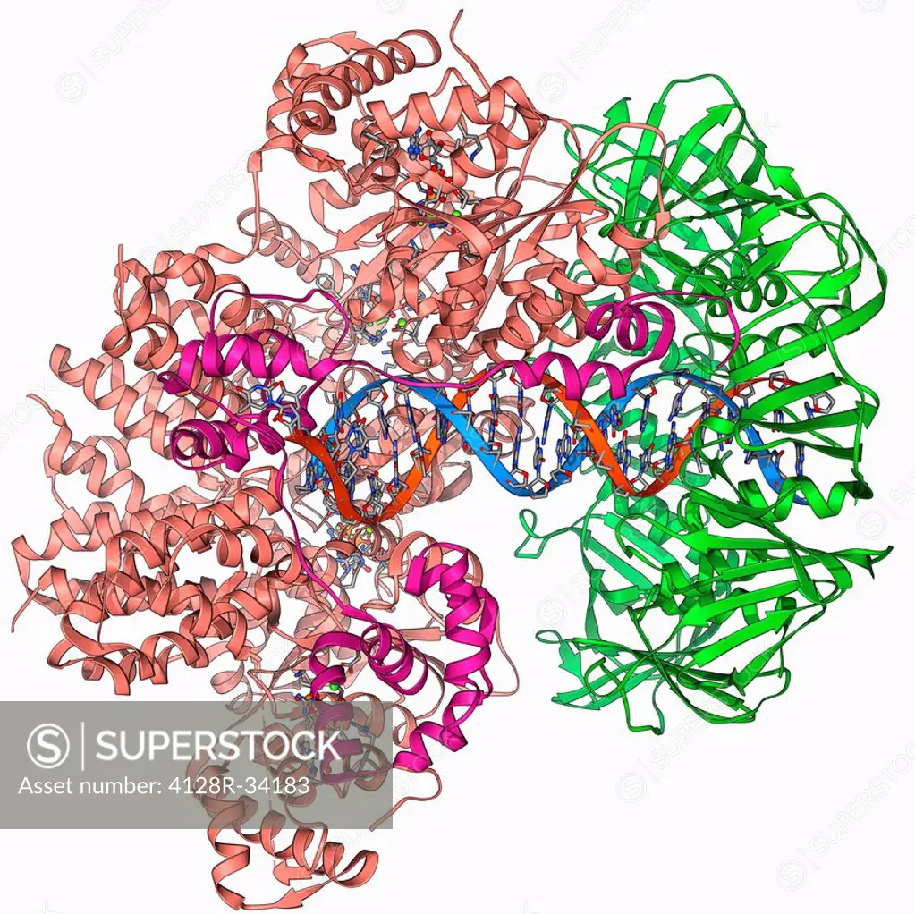 DNA clamp complexed with DNA molecule. Molecular model showing a sliding DNA (deoxyribonucleic acid) clamp (ring) complexed with a molecule of DNA (bl...