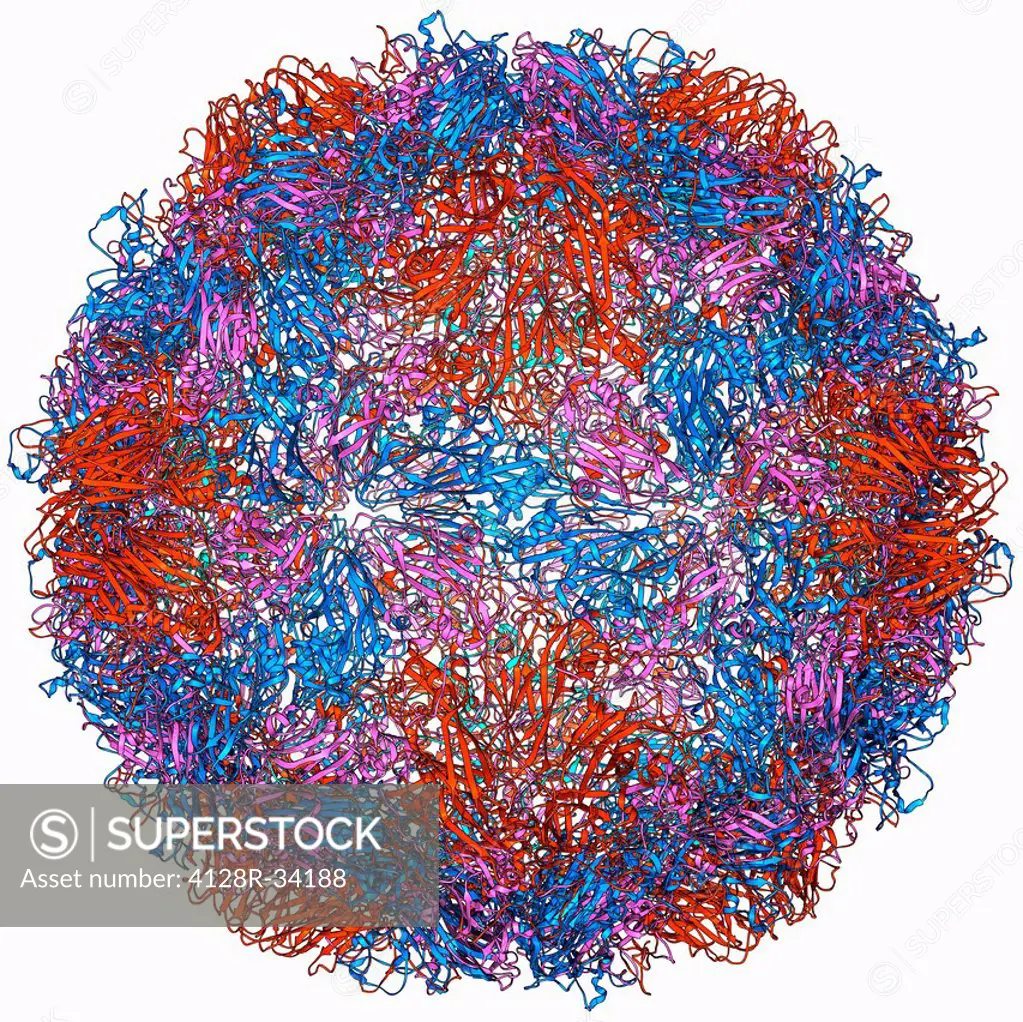 Rhinovirus capsid, molecular model. This is human rhinovirus. The rhinovirus infects the upper respiratory tract and is the cause of the common cold. ...