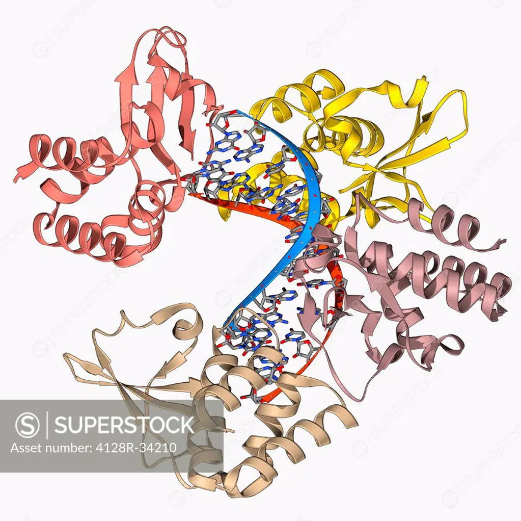 Marburg viral protein 35 and RNA. Molecular model of the Marburg viral protein 35 (VP35) bound to a molecule of double stranded RNA (ribonucleic acid)...