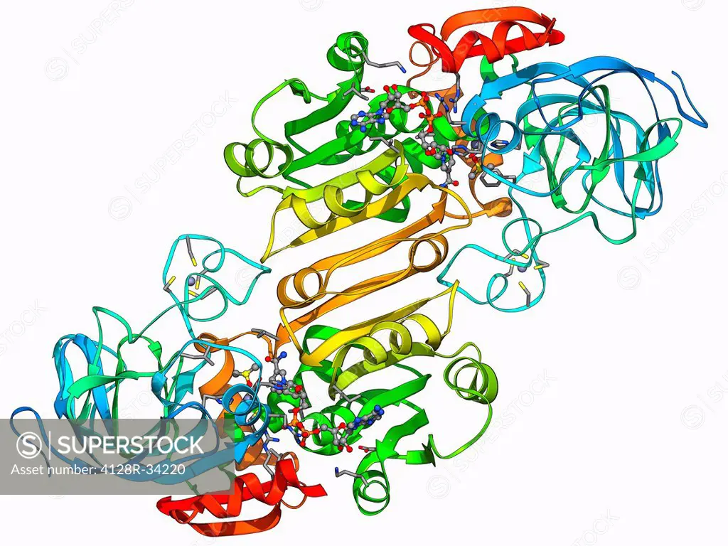 Alcohol dehydrogenase, molecular model. Alcohol dehydrogenase (ADH) is an enzyme that facilitates the break-down of alcohols in the body, which could ...