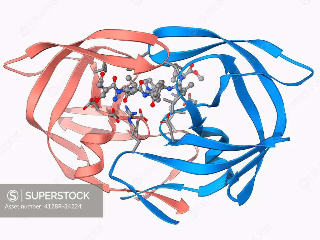 HIV-1 protease and inhibitor. Molecular model of the enzyme HIV-1 protease (pink and blue ribbons) bound to an inhibitor molecule (centre). This enzym...