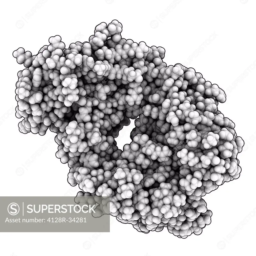 Alemtuzumab Fab fragment, crystal structure. Alemtuzumab is a humanized monoclonal antibody that binds the CD52 protein and is used in the treatment o...