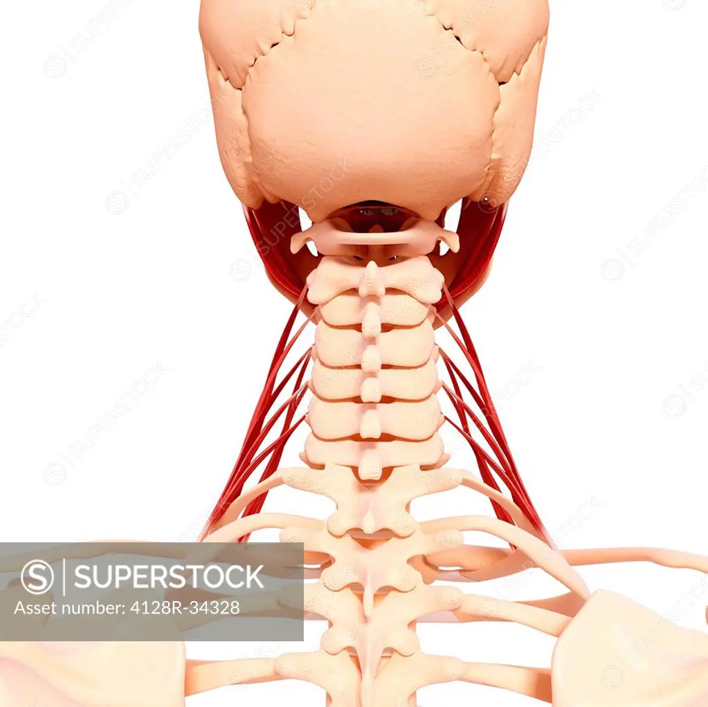 Human neck musculature, computer artwork.