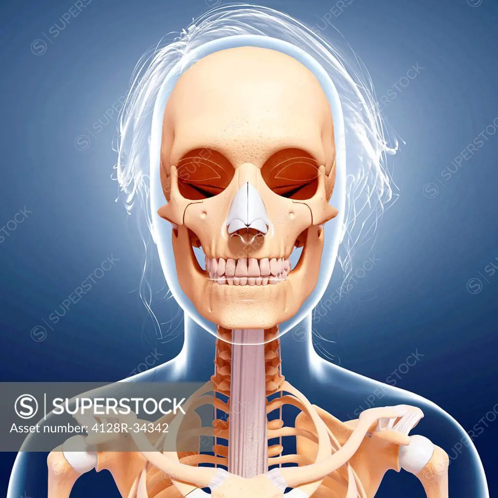 Female skeleton, computer artwork.