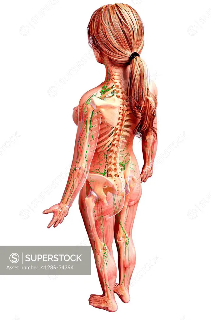 Female lymphatic system, computer artwork.