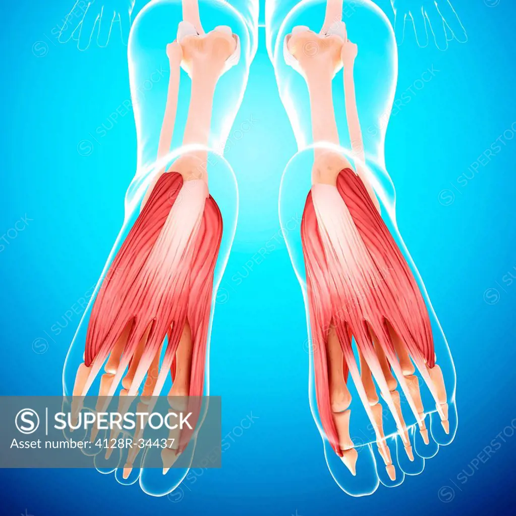 Human foot musculature, computer artwork.