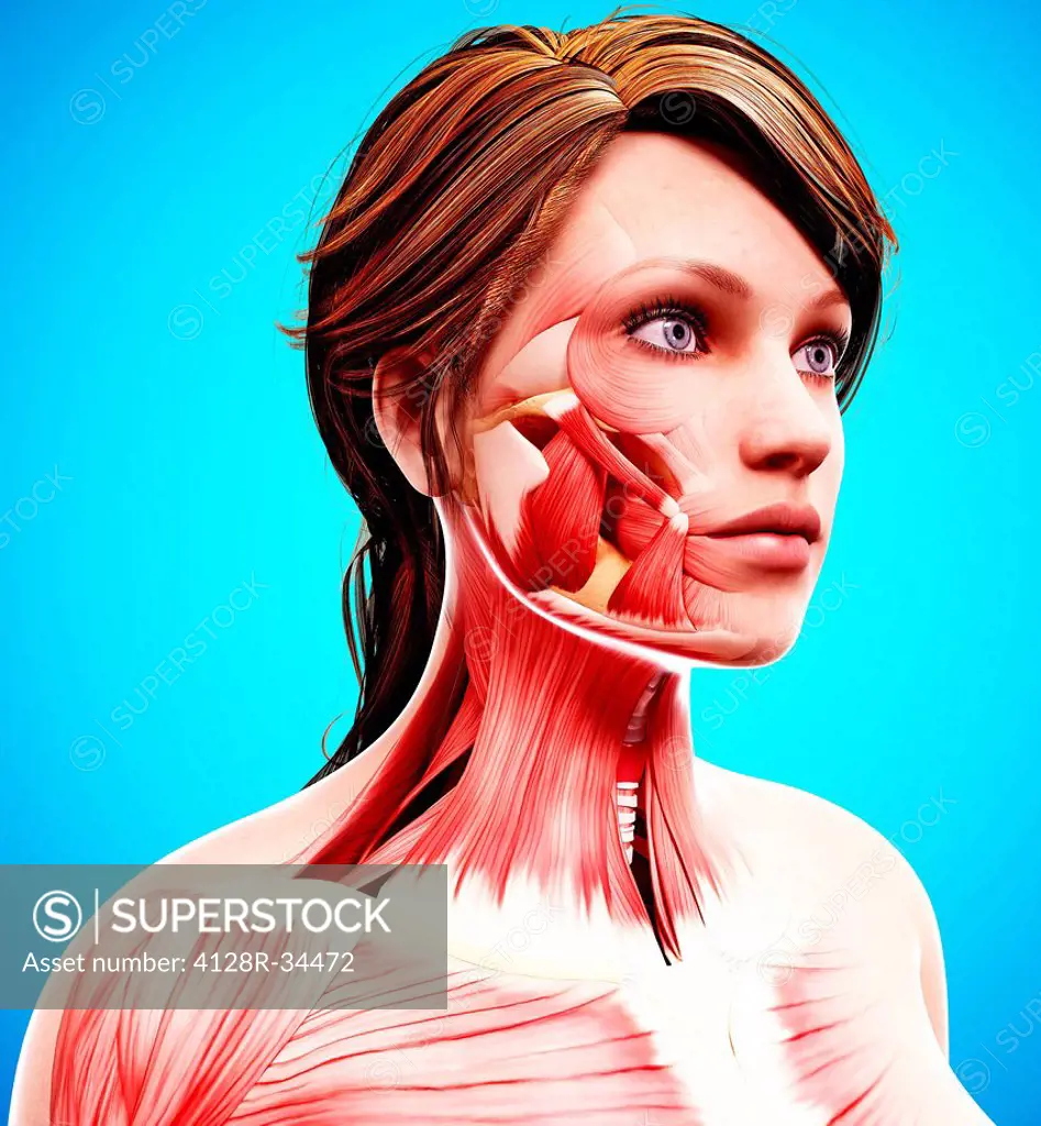 Female head musculature, computer artwork.