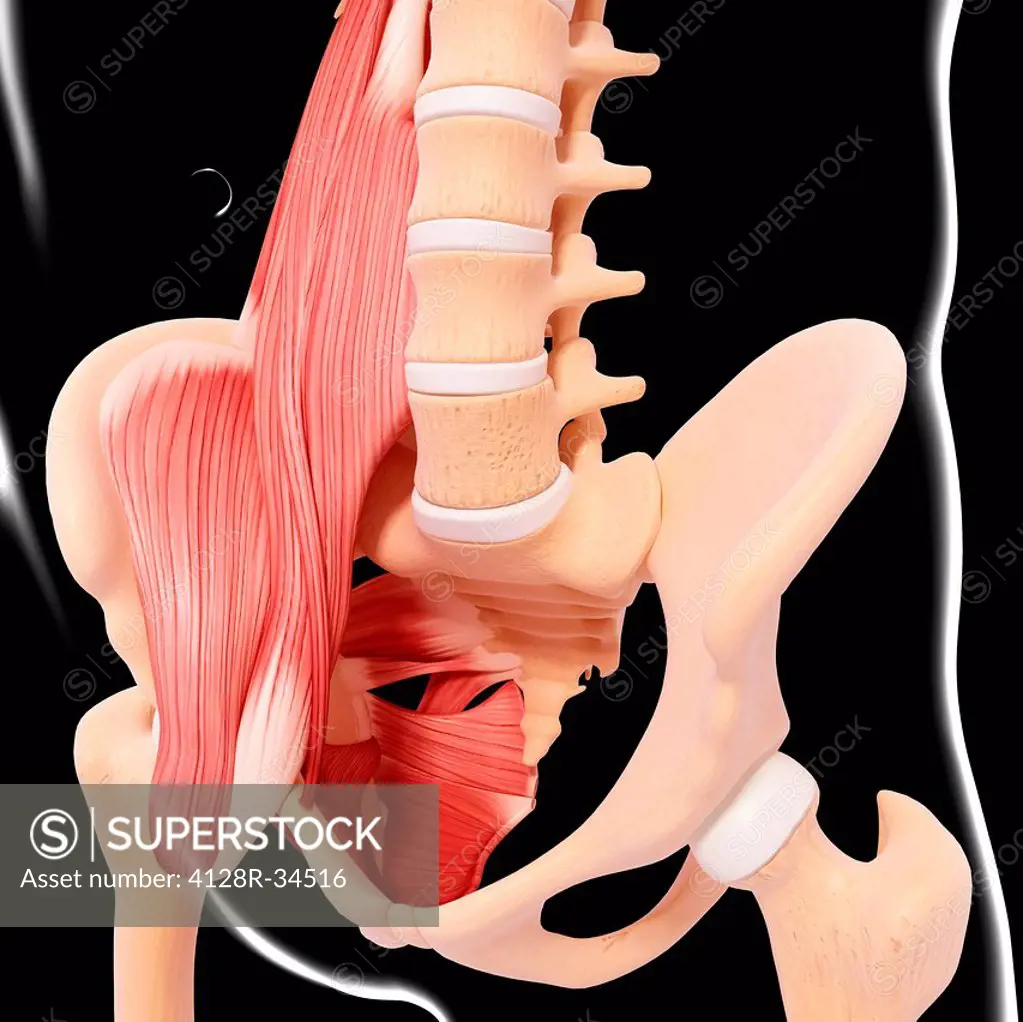 Human hip musculature, computer artwork.