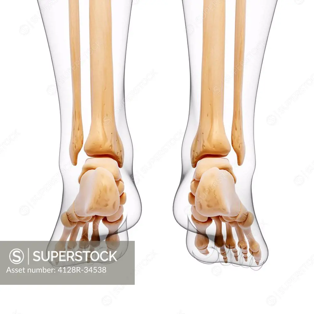 Human leg bones, computer artwork.