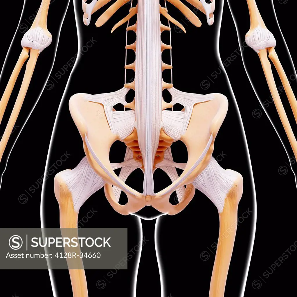 Human pelvic bones, computer artwork.