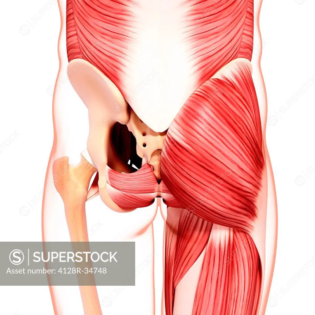 Human hip musculature, computer artwork.