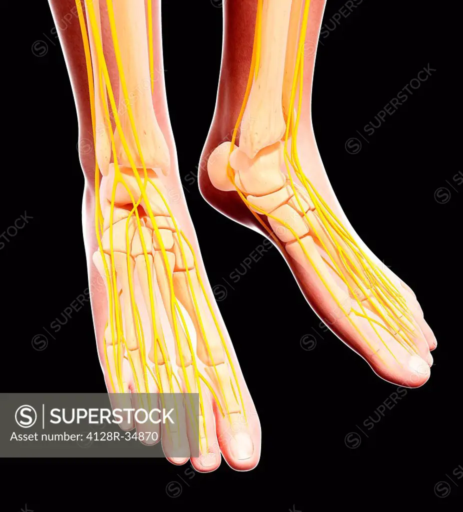 Human foot nervous system, computer artwork.