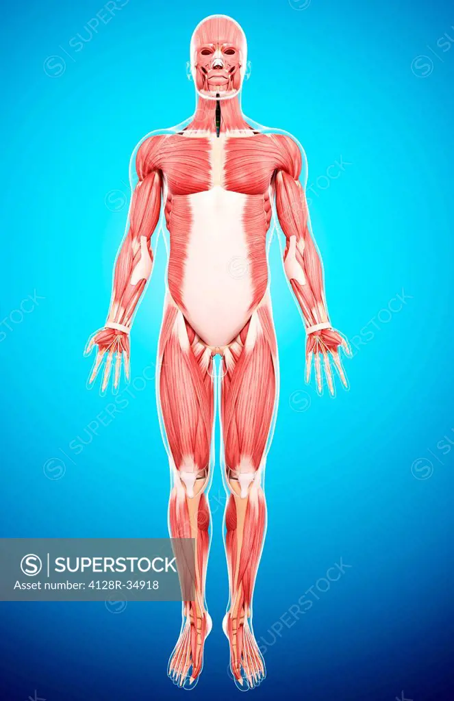 Human musculature, computer artwork.