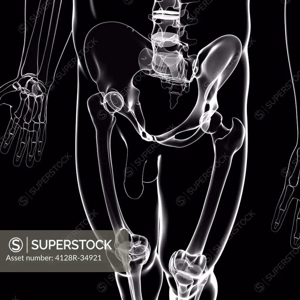 Male pelvic bones, computer artwork.