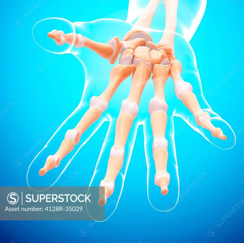Human hand bones, computer artwork.