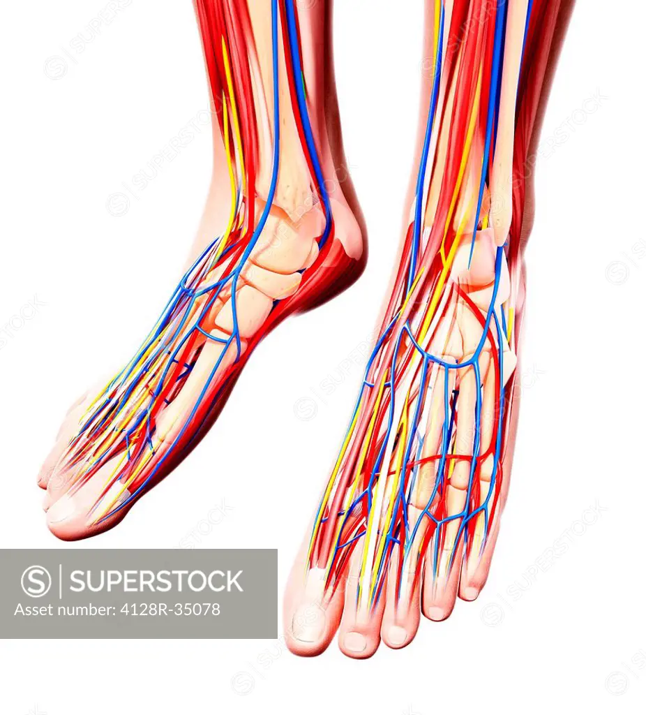 Human foot anatomy, computer artwork.