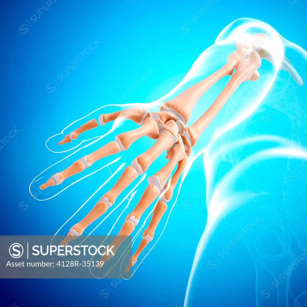 Human arm bones, computer artwork.