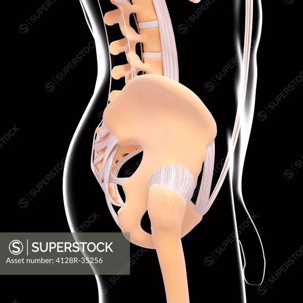 Male pelvic bones, computer artwork.