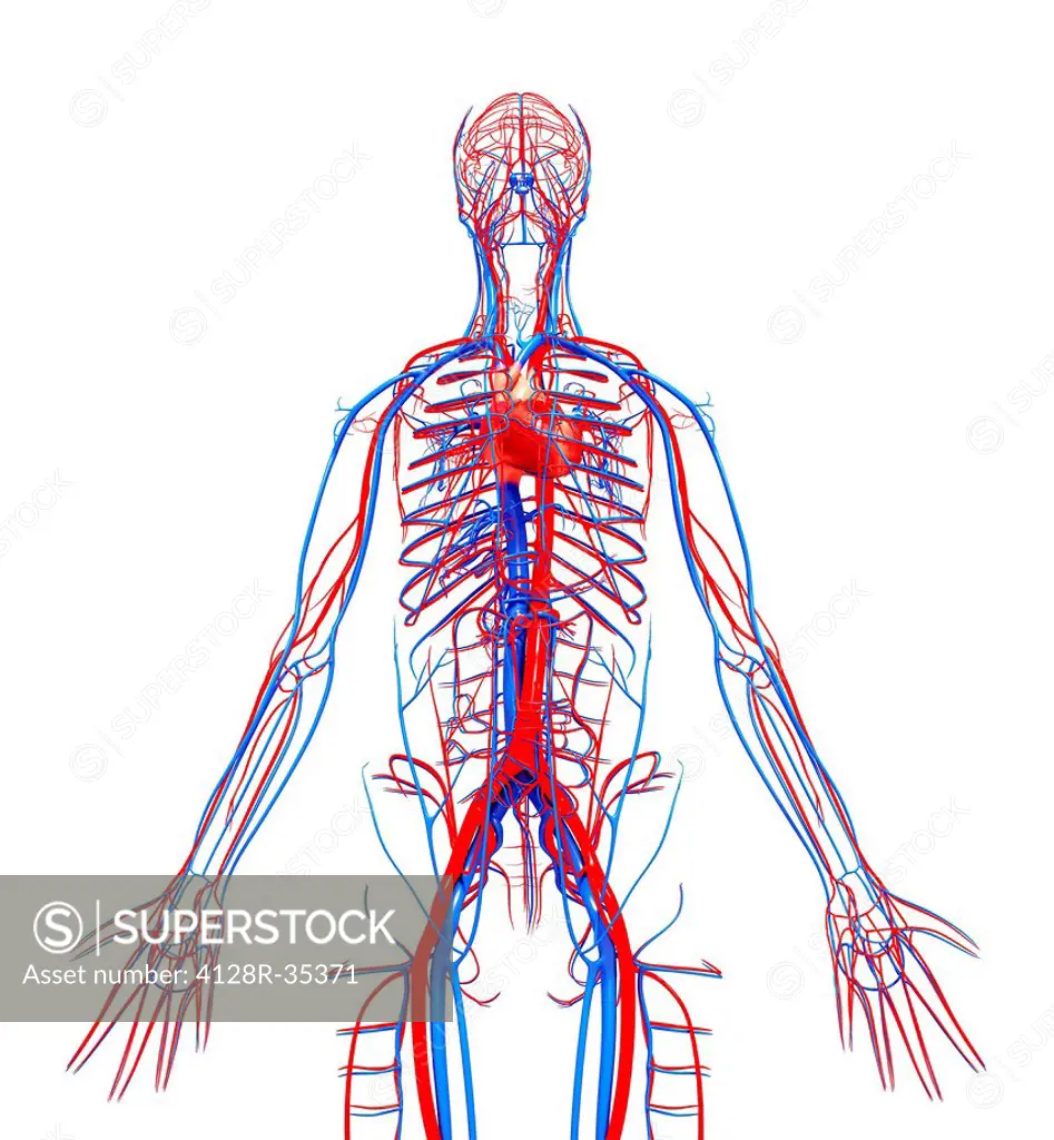 Human cardiovascular system, computer artwork.