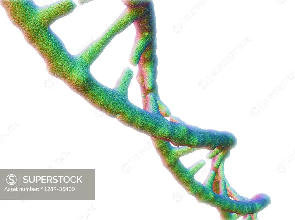 DNA molecule, computer artwork.
