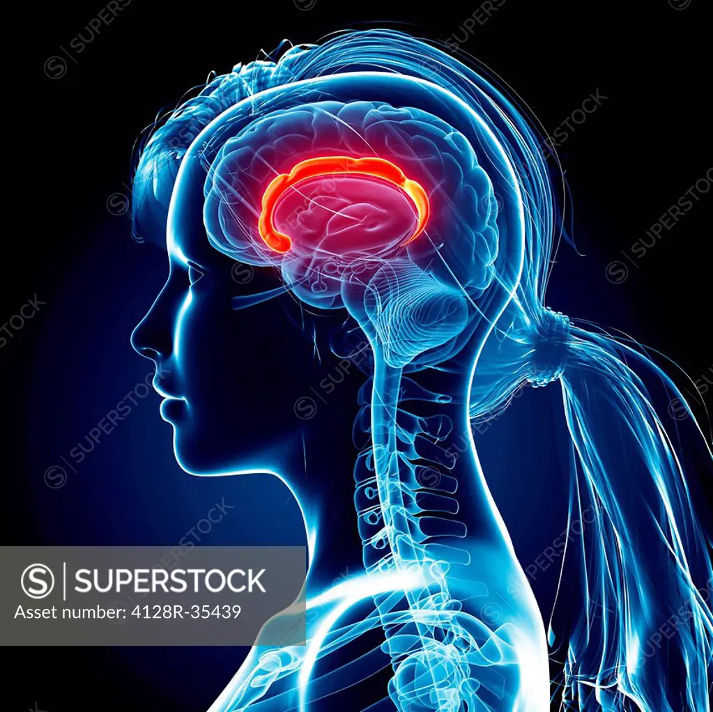 Female brain, computer artwork.