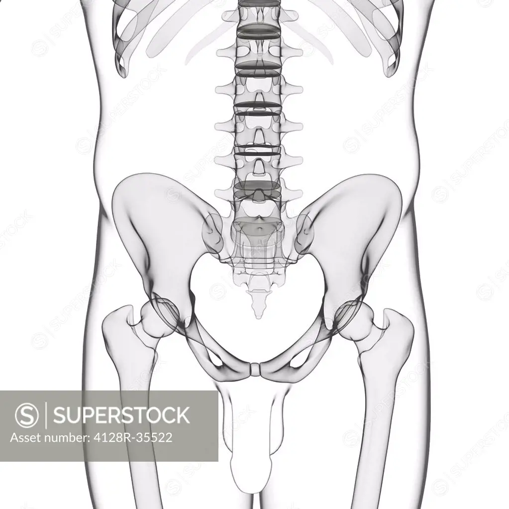 Male pelvic bones, computer artwork.