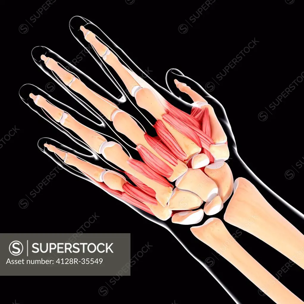 Human hand musculature, computer artwork.