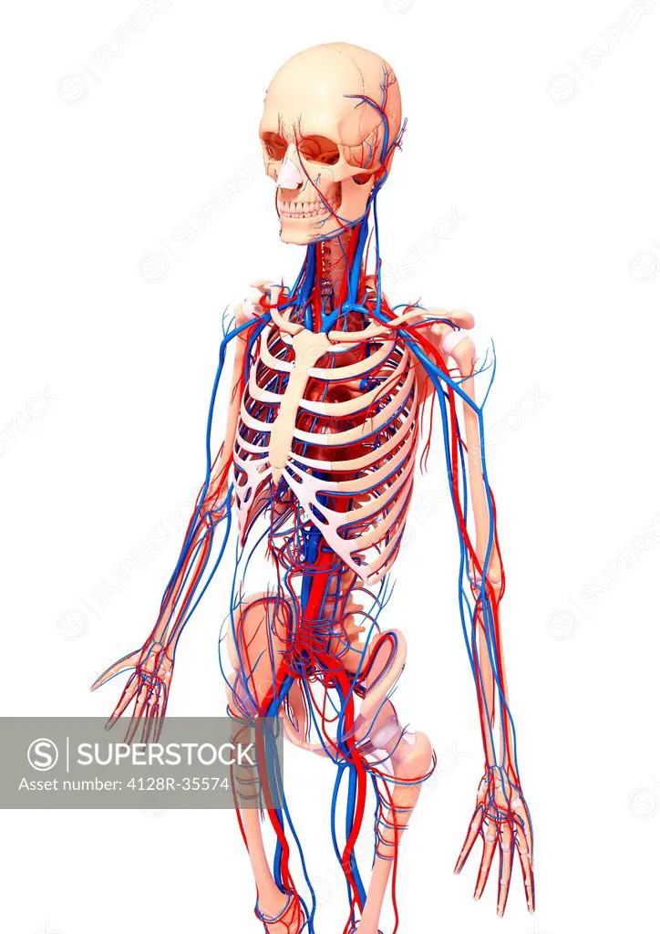 Human cardiovascular system, computer artwork.