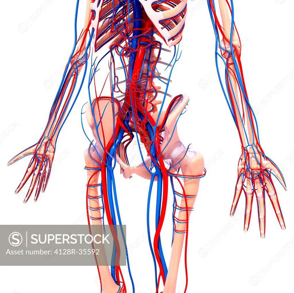 Human cardiovascular system, computer artwork.